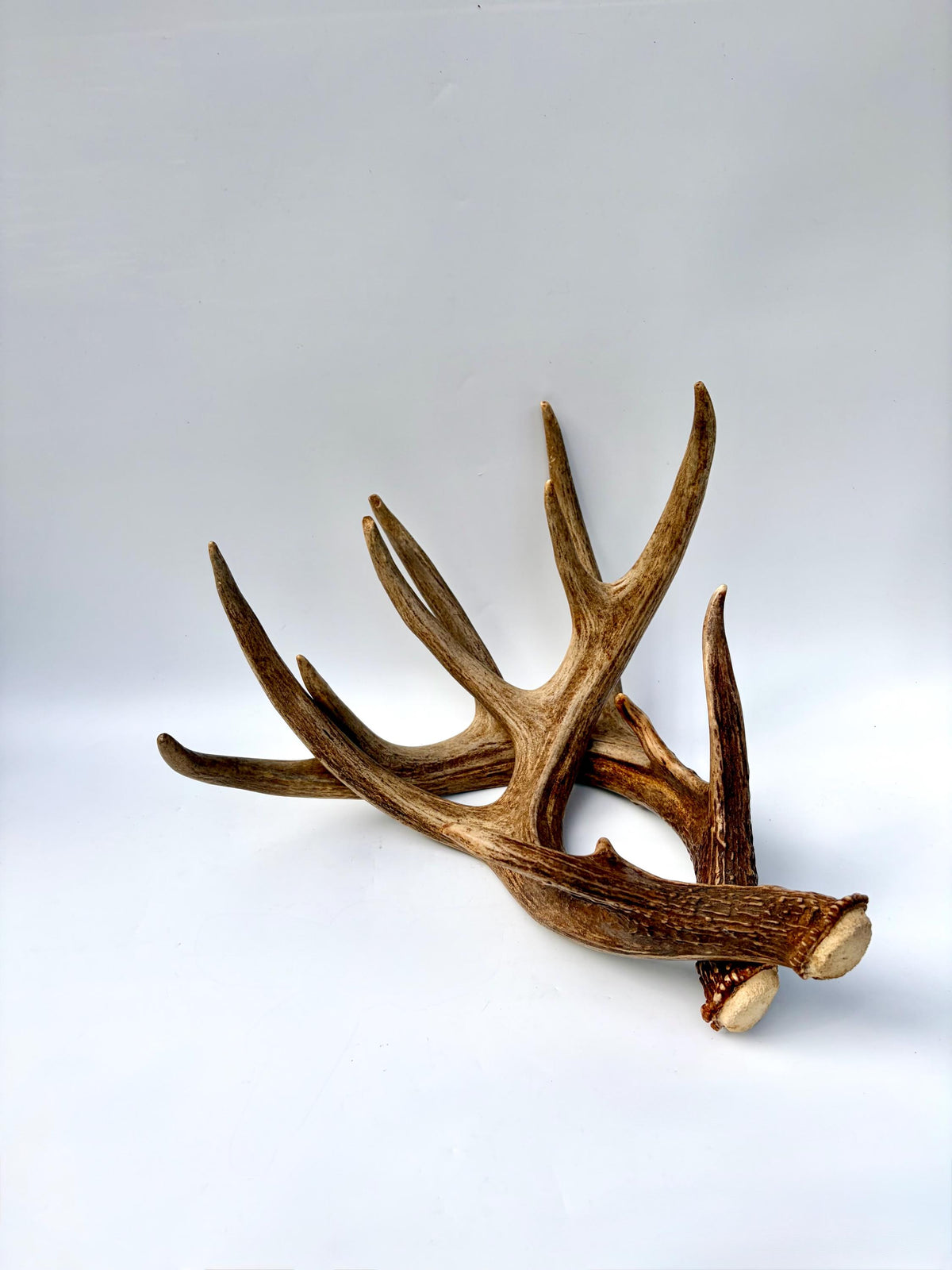Albertan White-tailed Deer Antlers. Massive and Impressive Matching Set