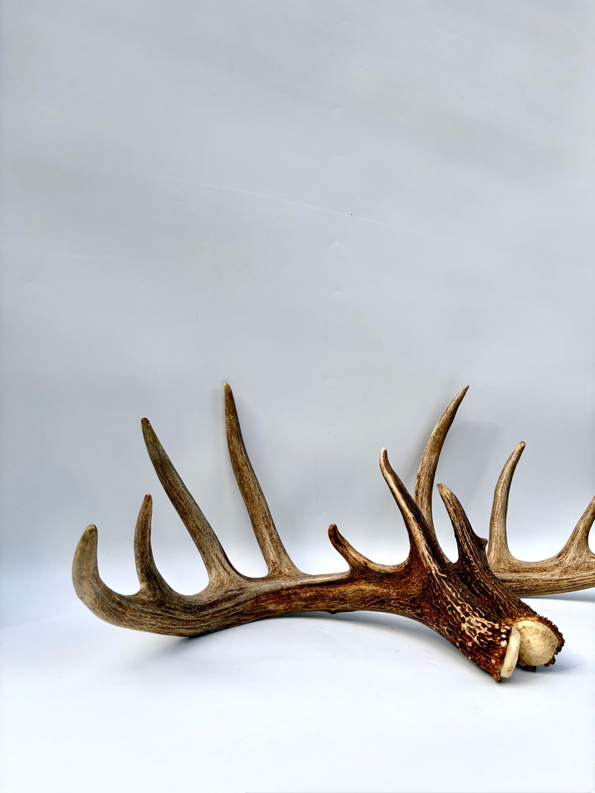 Albertan White-tailed Deer Antlers. Massive and Impressive Matching Set