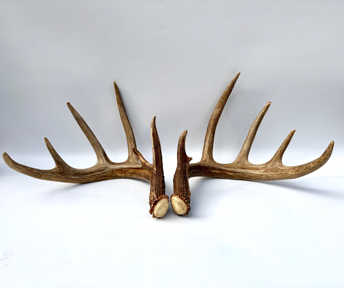 Albertan White-tailed Deer Antlers. Massive and Impressive Matching Set