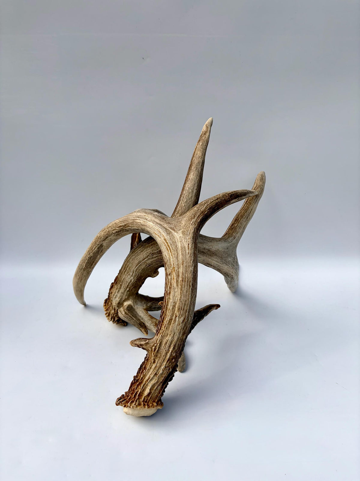 Albertan White-tailed Deer Antlers. Massive and Impressive Matching non-typical Set