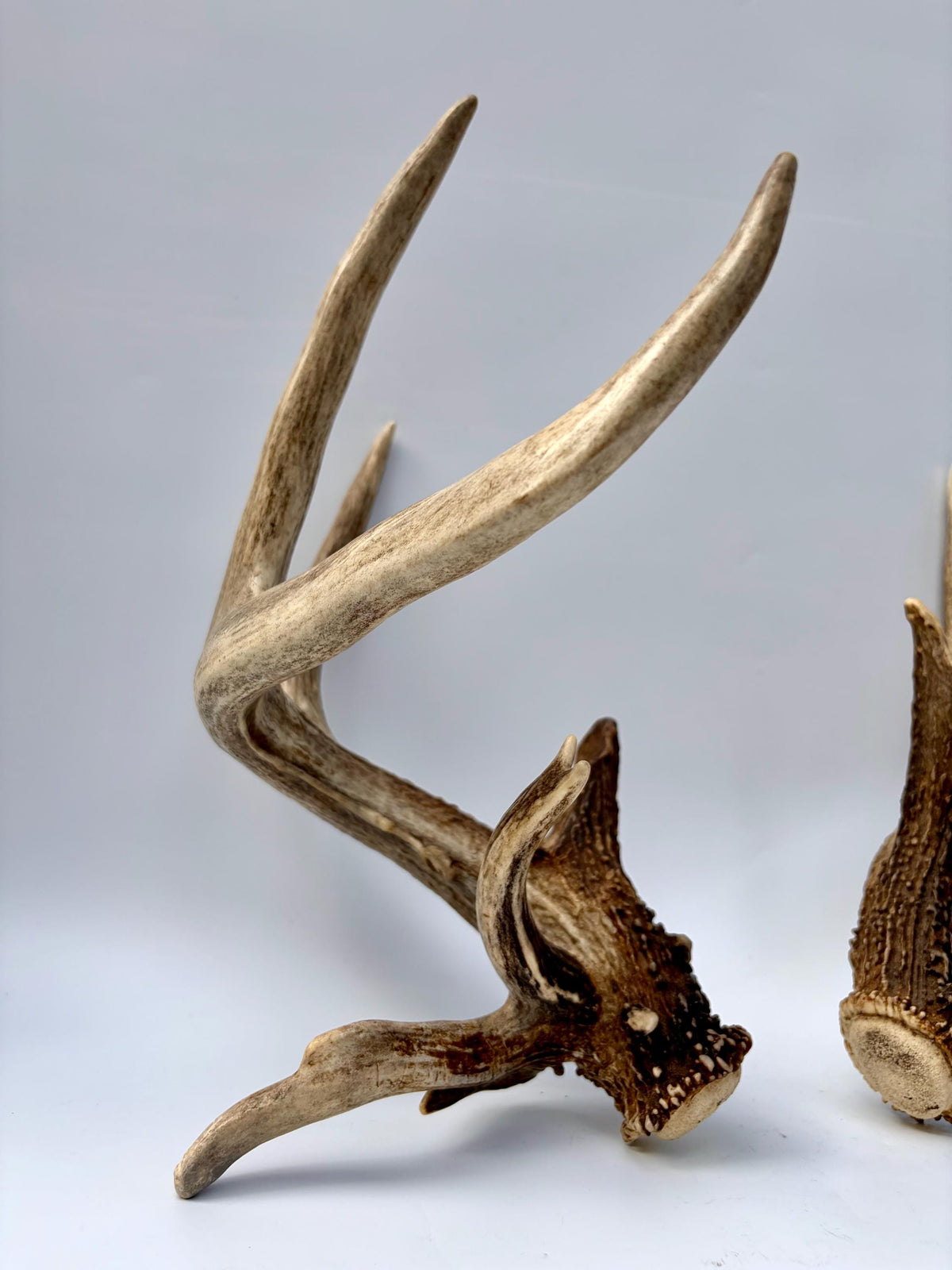 Albertan White-tailed Deer Antlers. Massive and Impressive Matching non-typical Set