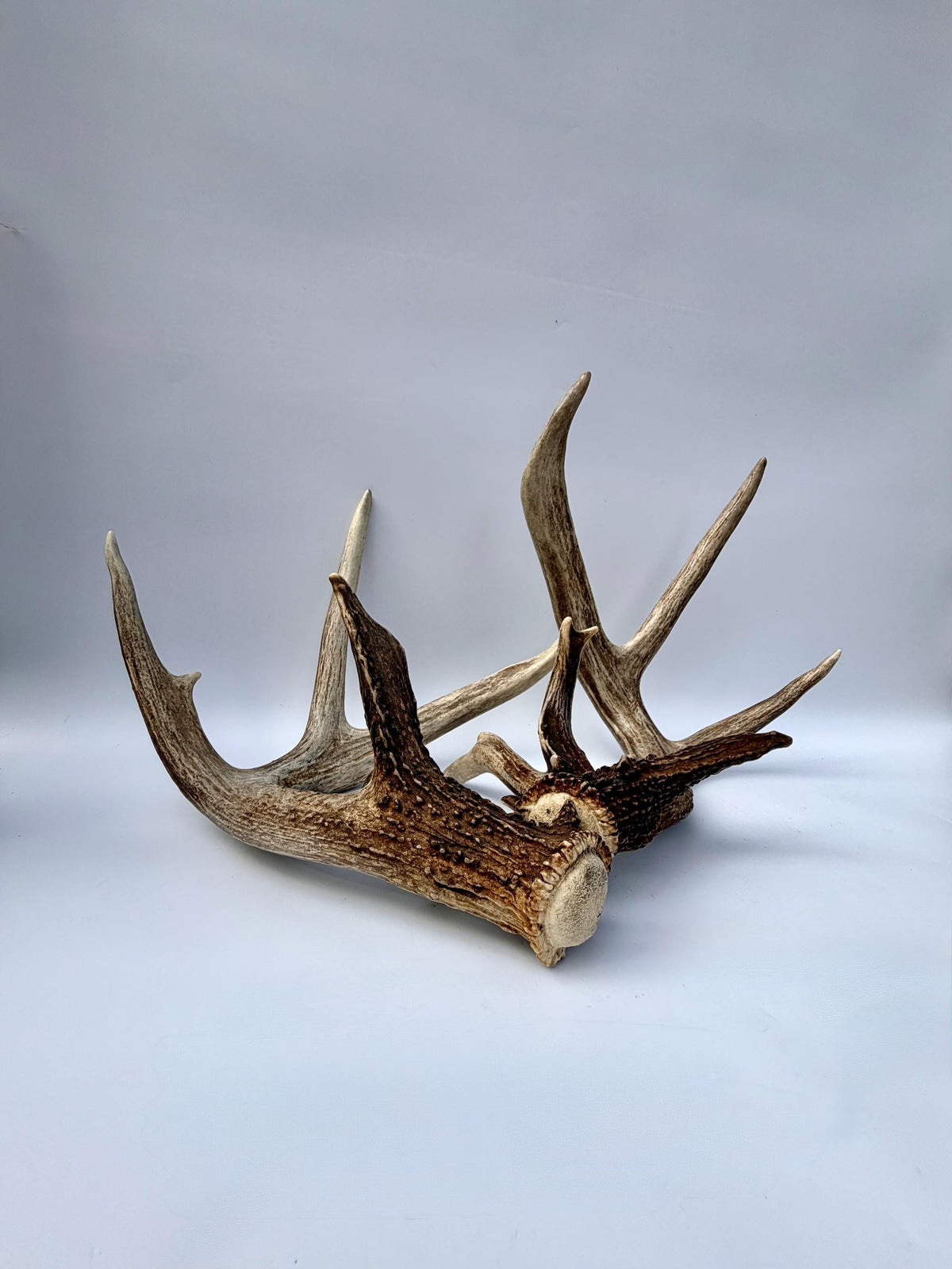 Albertan White-tailed Deer Antlers. Massive and Impressive Matching non-typical Set