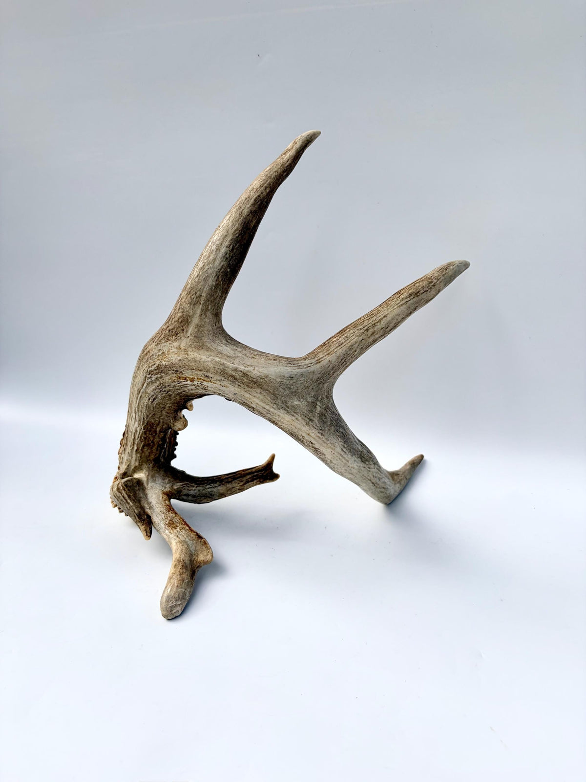 Albertan White-tailed Deer Antlers. Massive and Impressive Matching non-typical Set