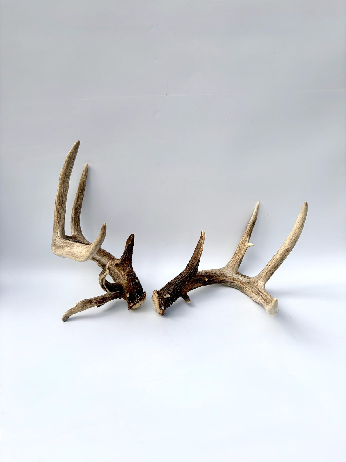 Albertan White-tailed Deer Antlers. Massive and Impressive Matching non-typical Set