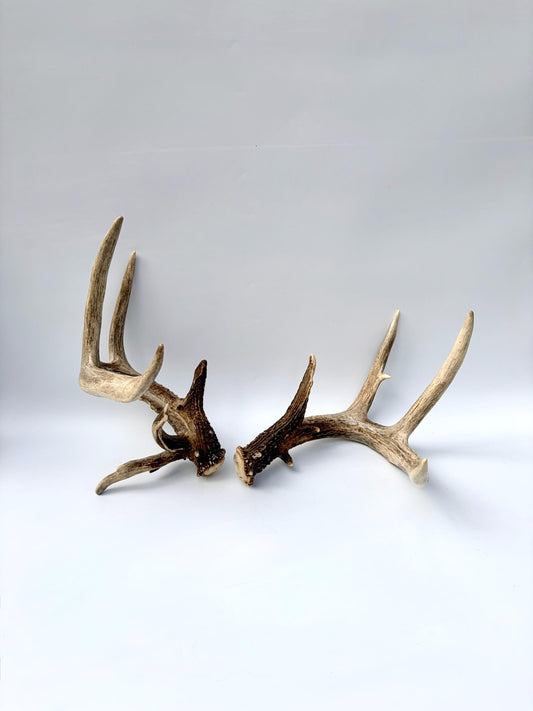 Albertan White-tailed Deer Antlers. Massive and Impressive Matching non-typical Set