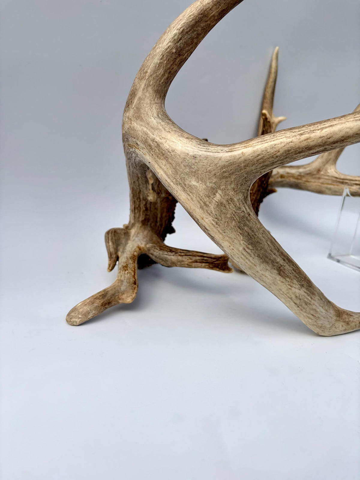 Albertan White-tailed Deer Antlers. Massive and Impressive Matching non-typical Set