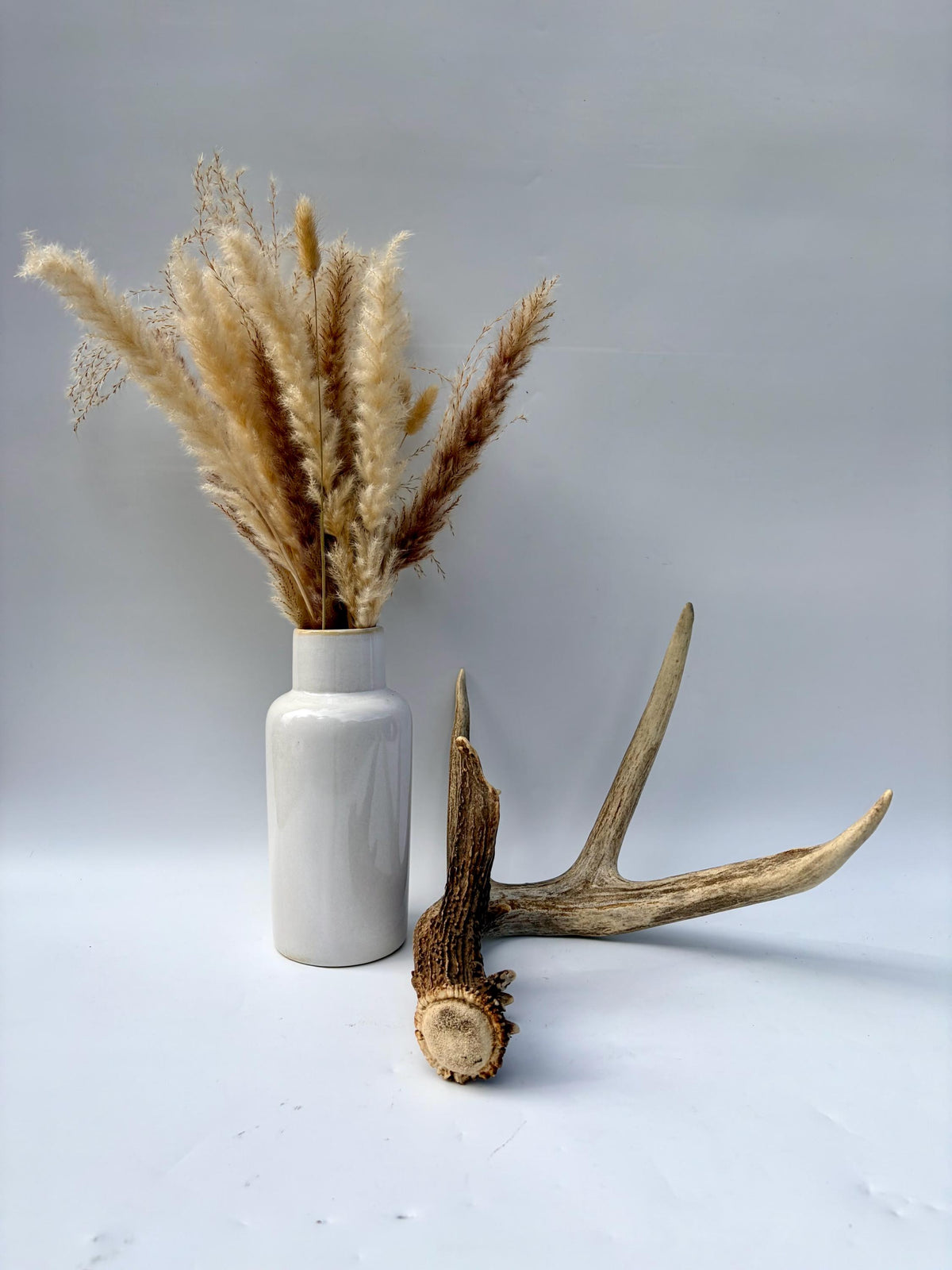 Albertan White-tailed Deer Antlers. Massive and Impressive Matching non-typical Set