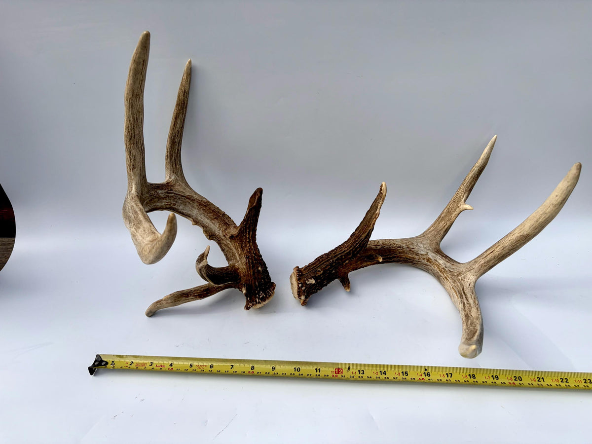 Albertan White-tailed Deer Antlers. Massive and Impressive Matching non-typical Set
