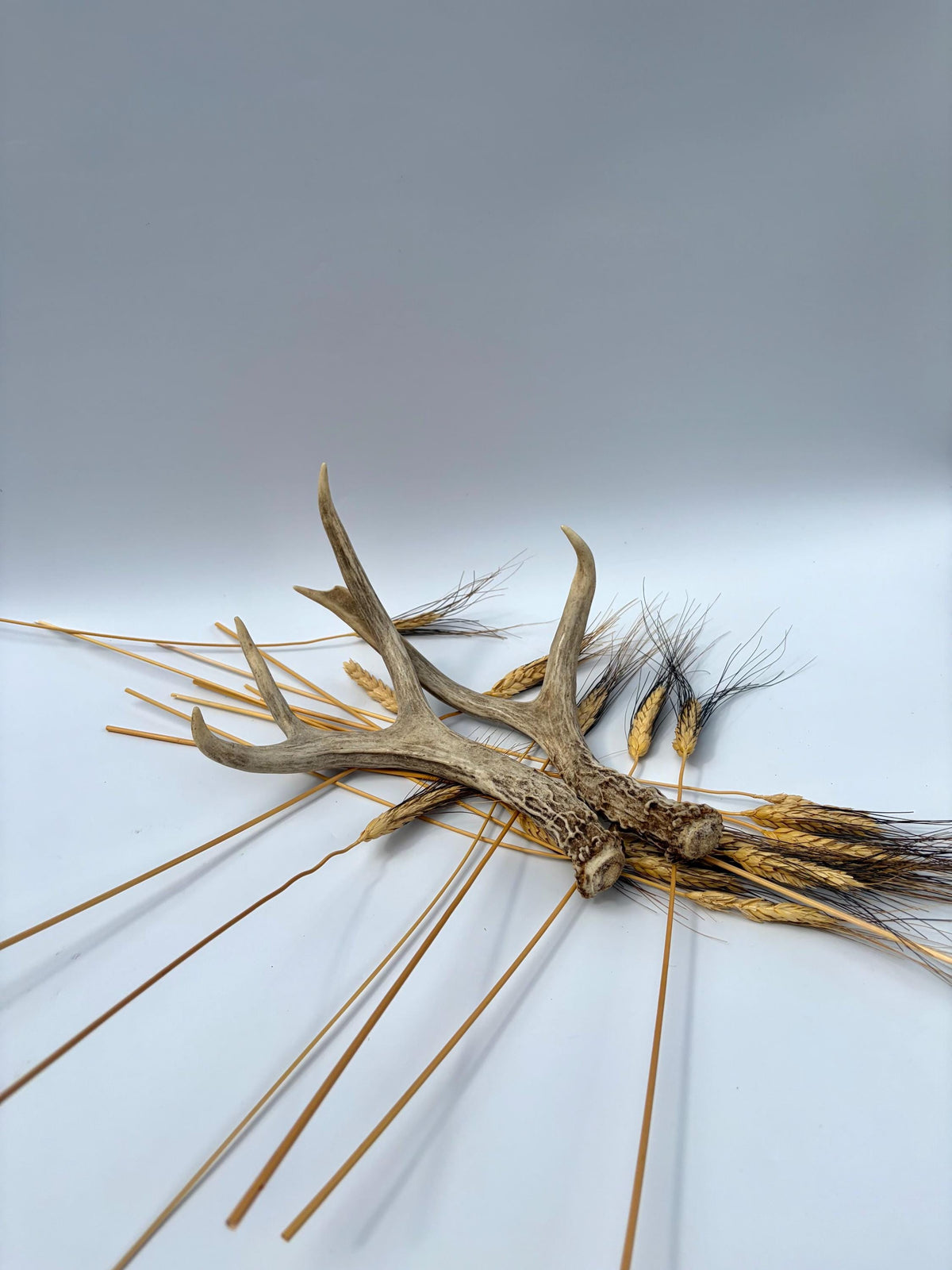 Deer Antlers - Mule deer Matching Set. Wild Canadian Mule deer Buck Antlers for Crafting, Decor and More