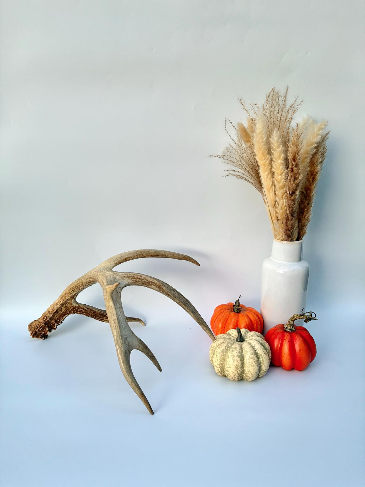 Incredible White-tailed deer Antler. Large, Deer Shed for Decor, Design, Crafting and More!