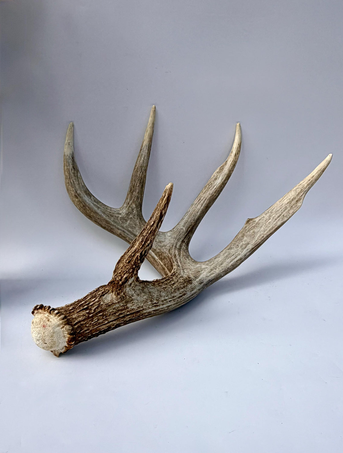 Incredible White-tailed deer Antler. Large, Deer Shed for Decor, Design, Crafting and More!