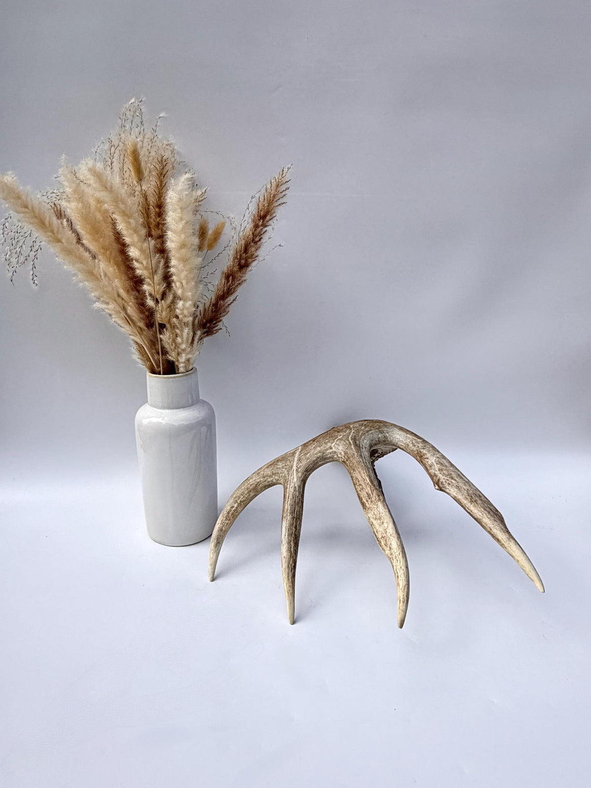 Incredible White-tailed deer Antler. Large, Deer Shed for Decor, Design, Crafting and More!