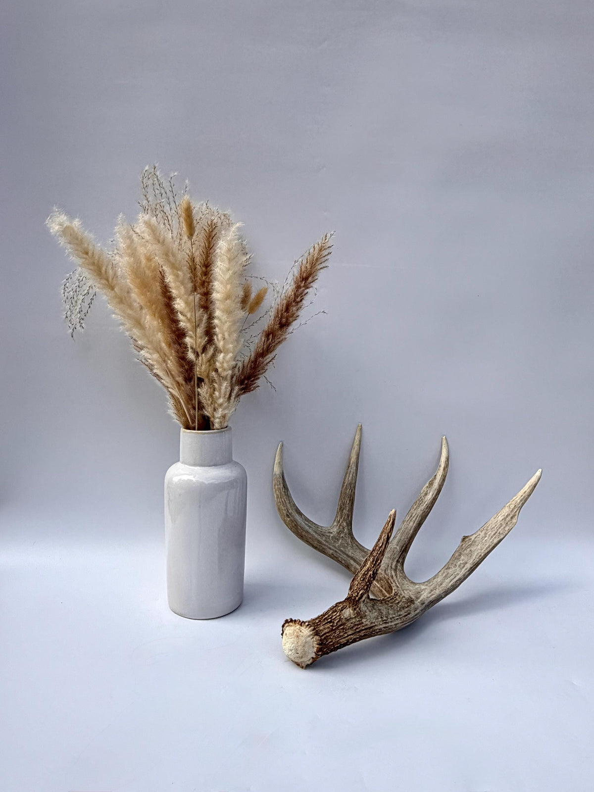 Incredible White-tailed deer Antler. Large, Deer Shed for Decor, Design, Crafting and More!