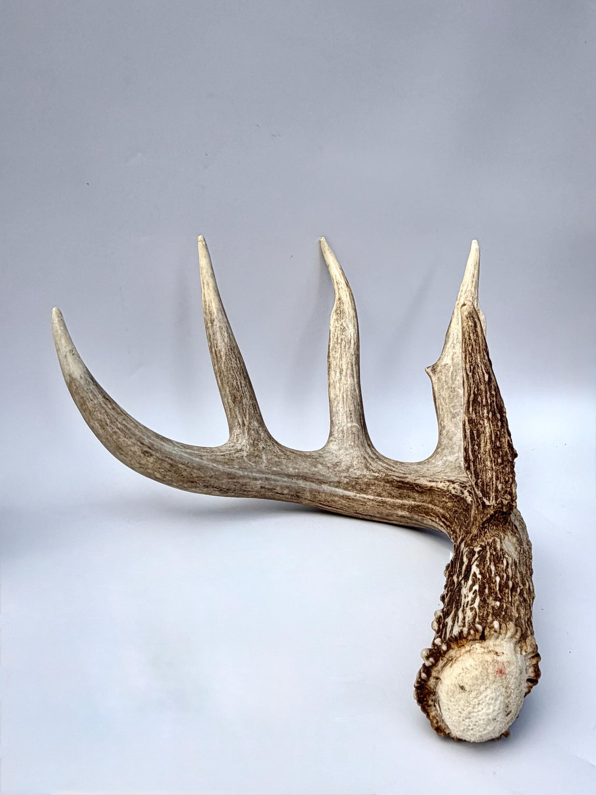 Incredible White-tailed deer Antler. Large, Deer Shed for Decor, Design, Crafting and More!
