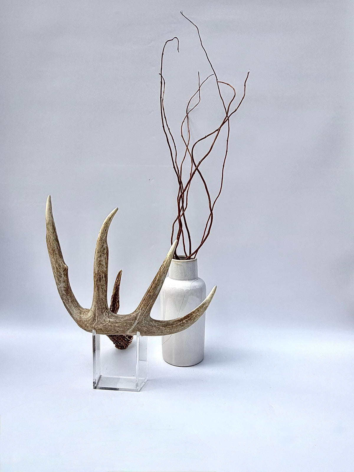 Incredible White-tailed deer Antler. Large, Deer Shed for Decor, Design, Crafting and More!