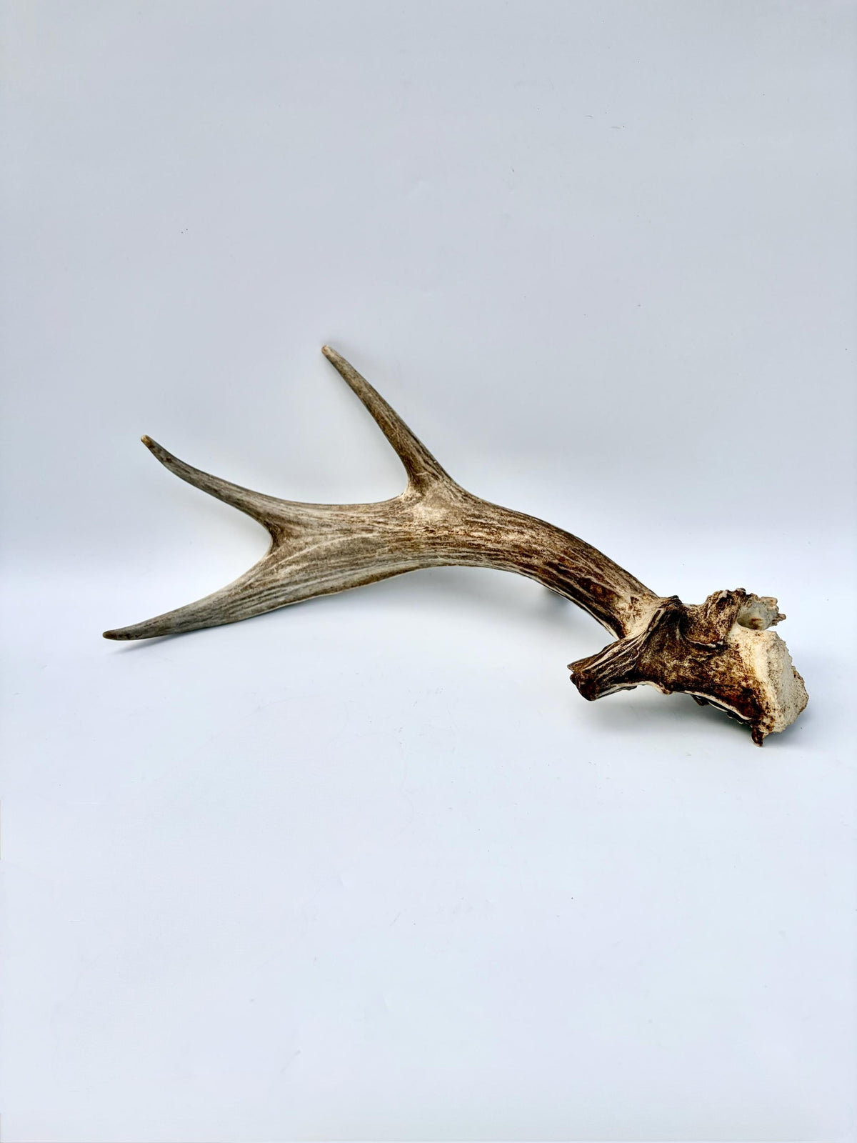 White-tailed Deer Antler - Unusual deer Antler. Decor, design, crafting and more!