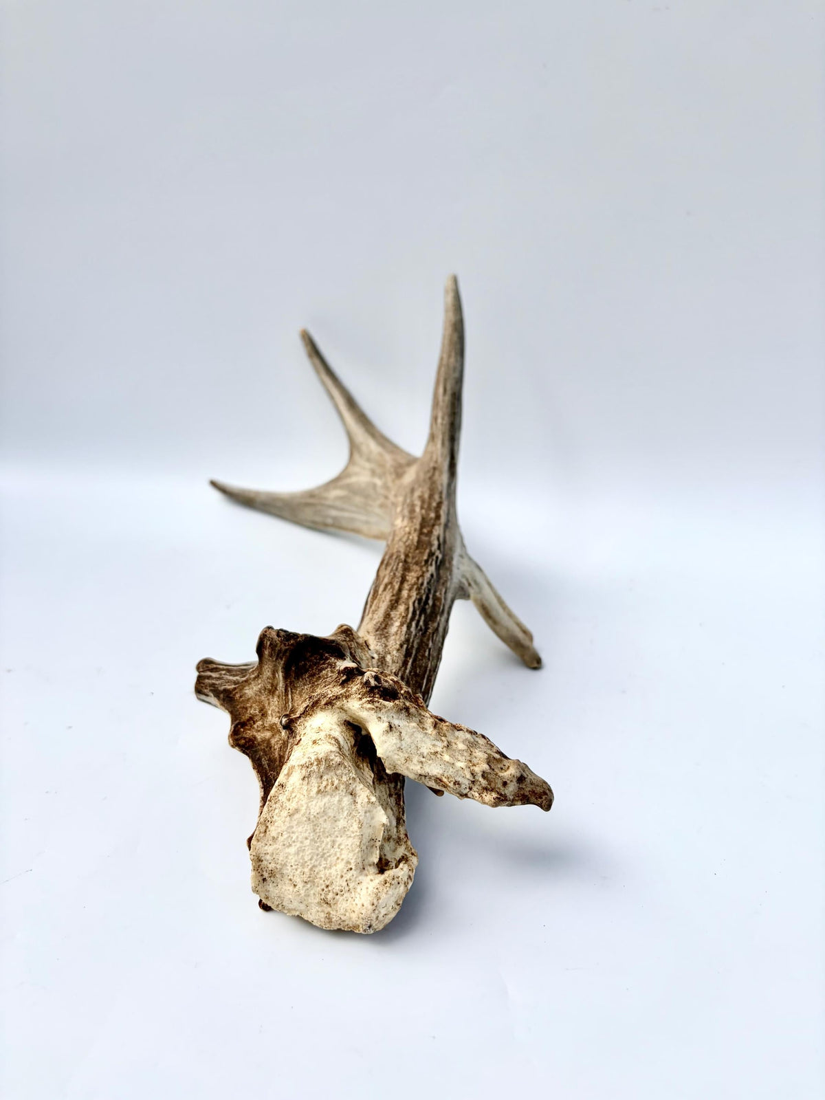 White-tailed Deer Antler - Unusual deer Antler. Decor, design, crafting and more!