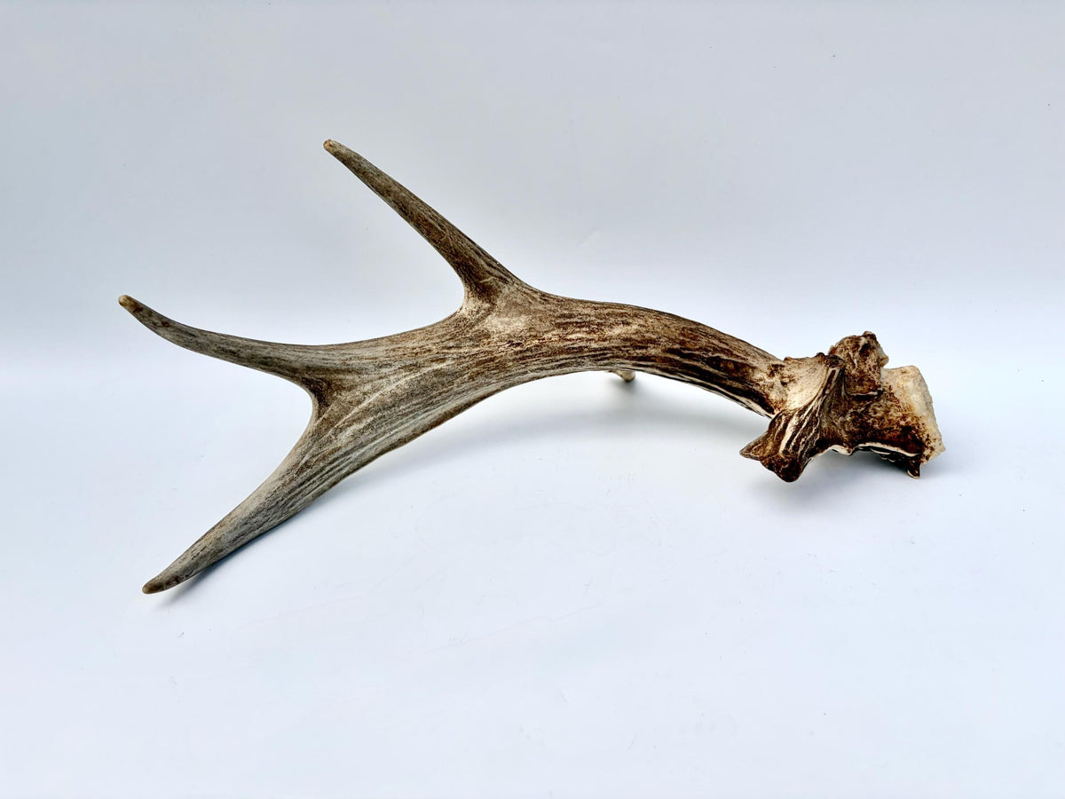 White-tailed Deer Antler - Unusual deer Antler. Decor, design, crafting and more!