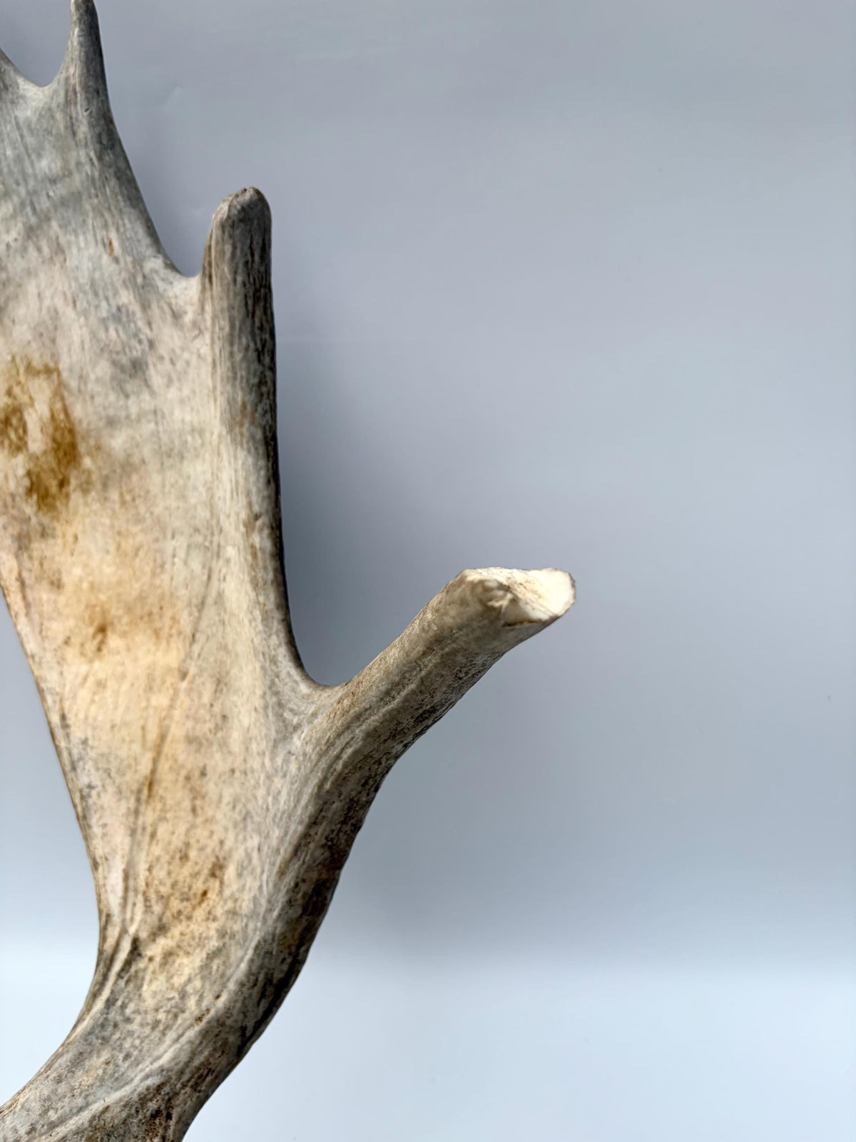 Wild Moose Antler. Classic Shaped Self-Standing Moose “Paddle” for Carving, Pet Treats, Crafting, Decor and more!