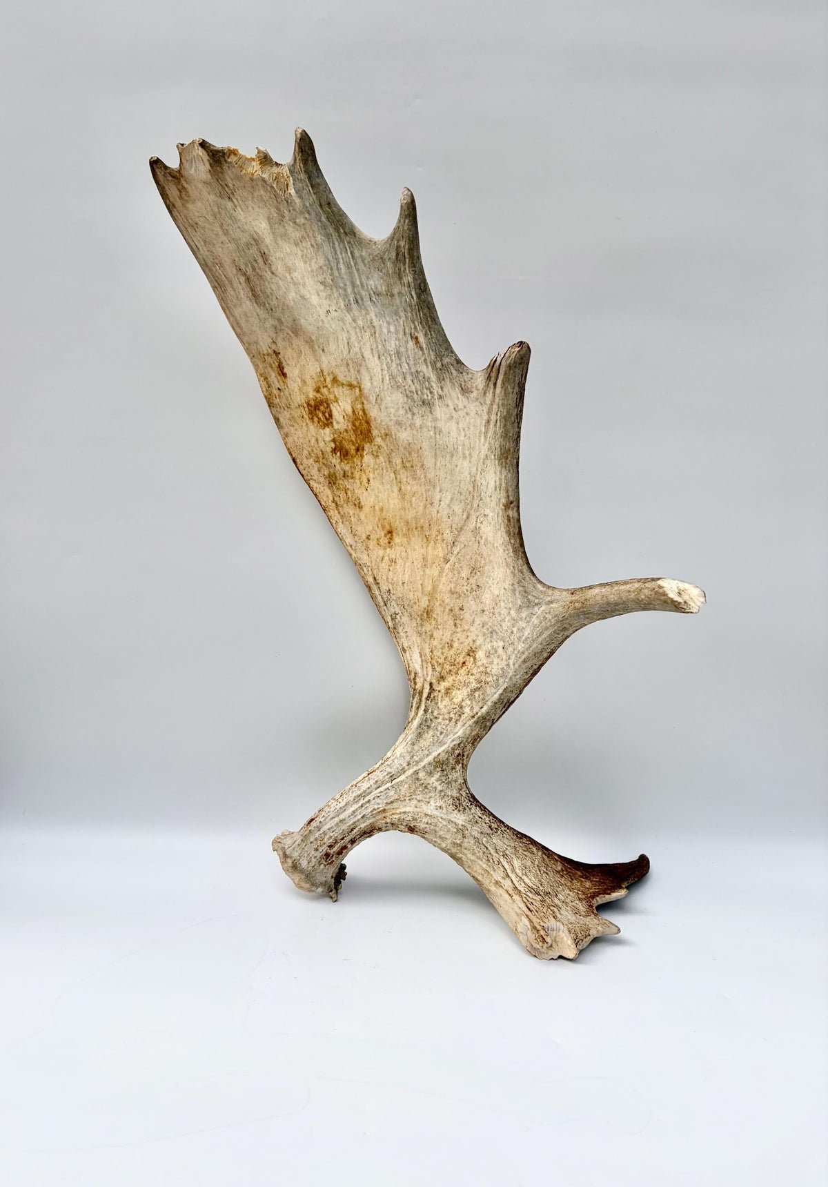 Wild Moose Antler. Classic Shaped Self-Standing Moose “Paddle” for Carving, Pet Treats, Crafting, Decor and more!