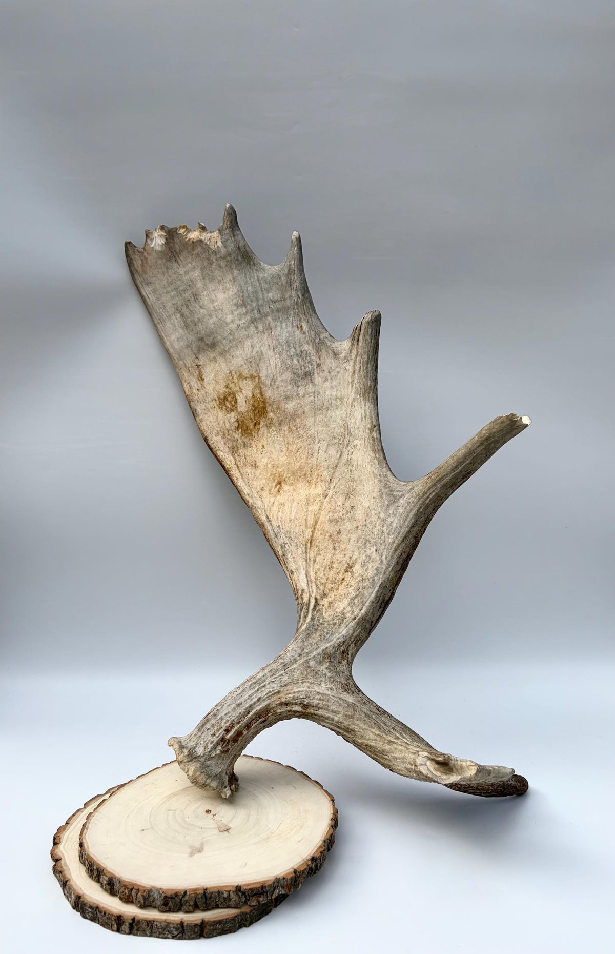 Wild Moose Antler. Classic Shaped Self-Standing Moose “Paddle” for Carving, Pet Treats, Crafting, Decor and more!