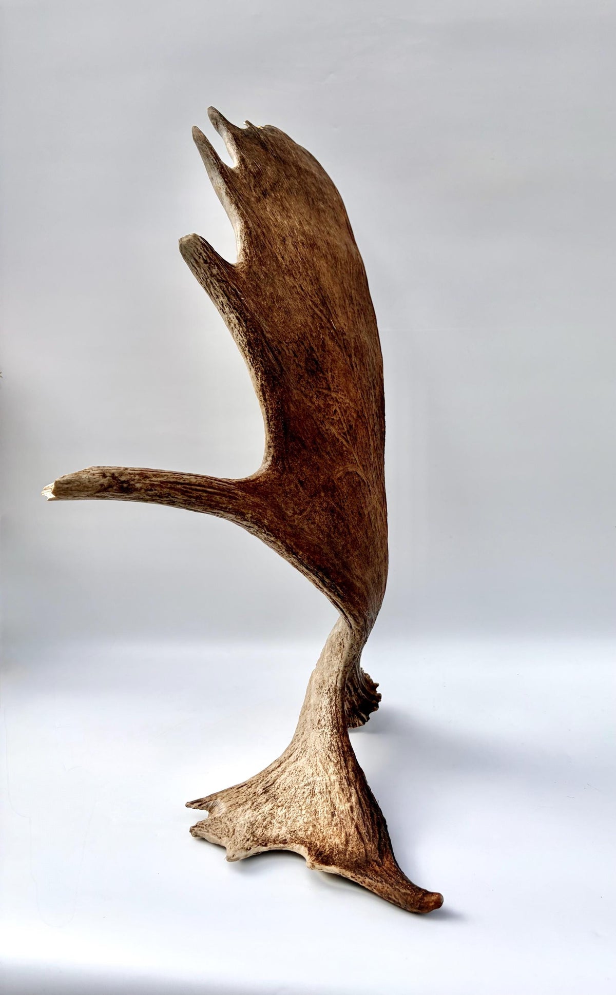 Wild Moose Antler. Classic Shaped Self-Standing Moose “Paddle” for Carving, Pet Treats, Crafting, Decor and more!