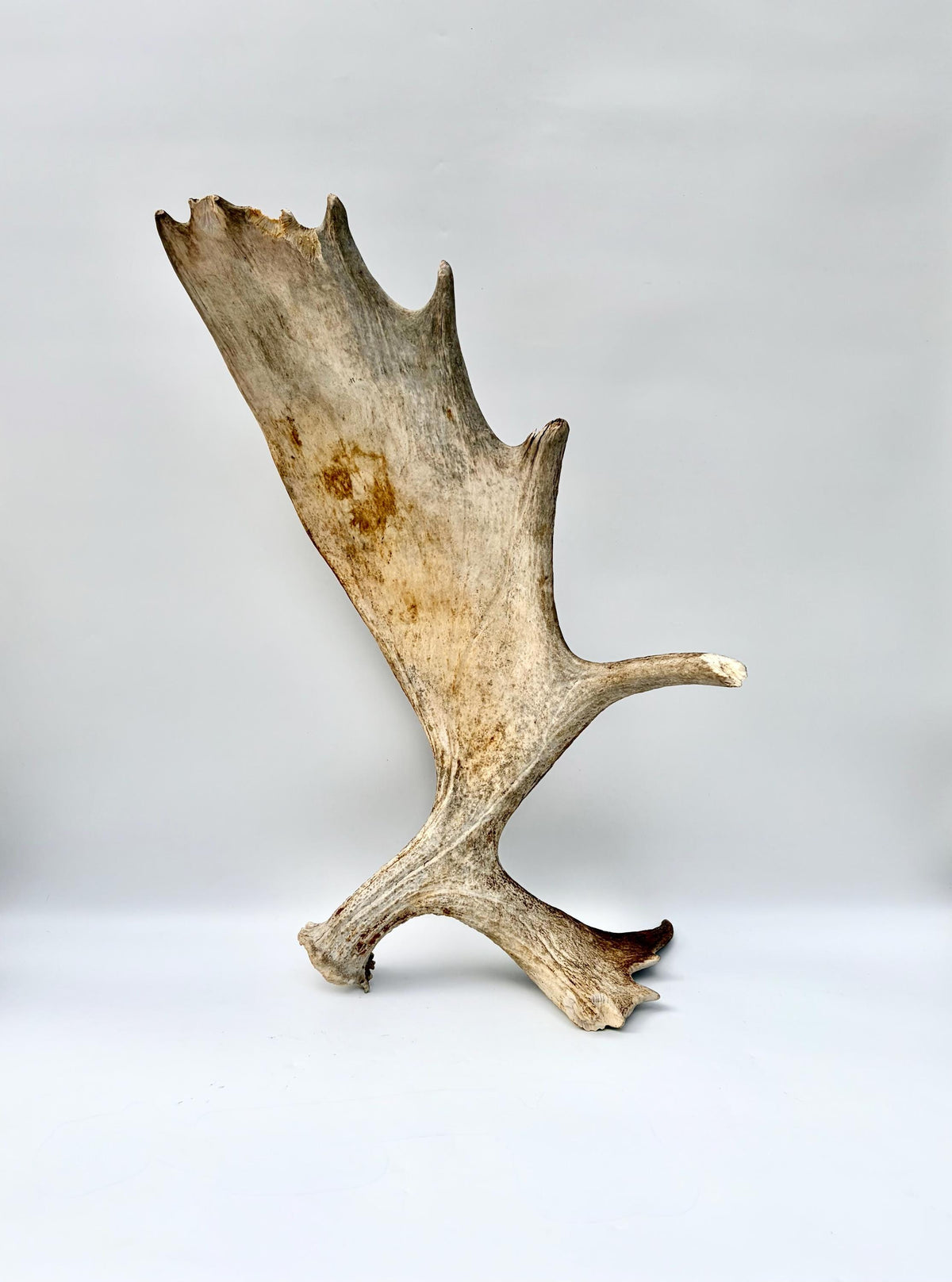 Wild Moose Antler. Classic Shaped Self-Standing Moose “Paddle” for Carving, Pet Treats, Crafting, Decor and more!