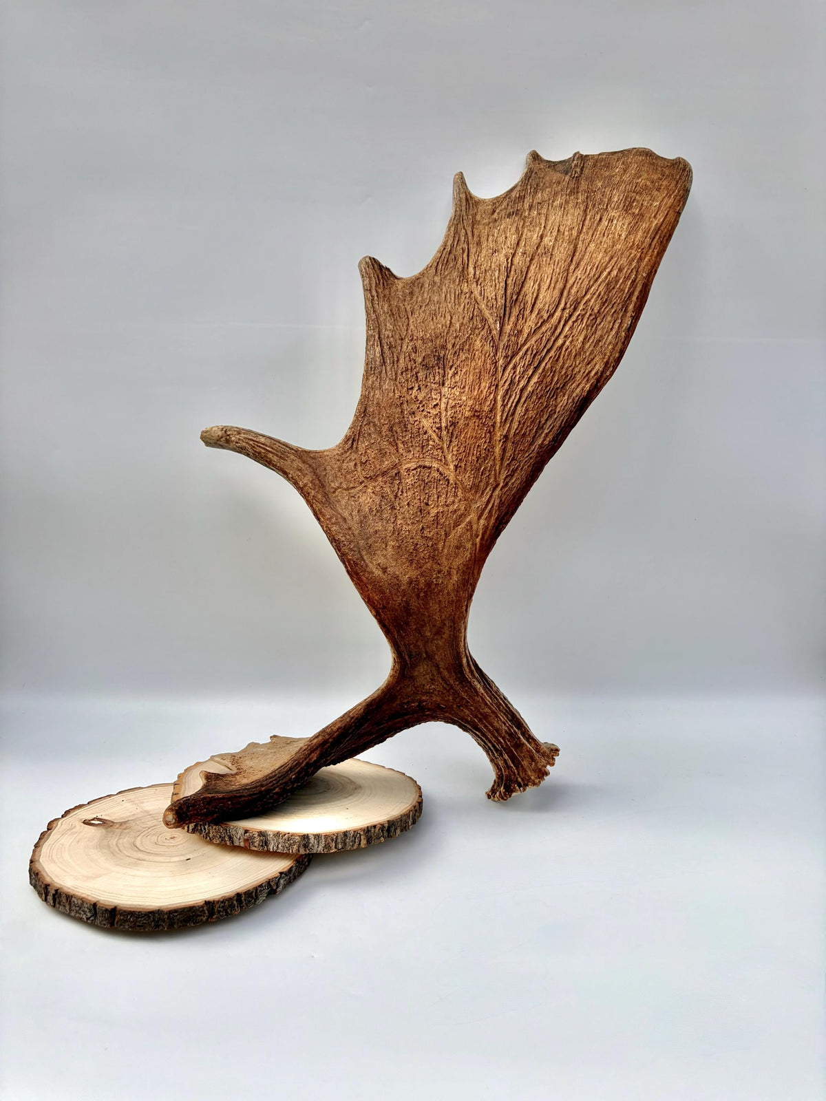 Wild Moose Antler. Classic Shaped Self-Standing Moose “Paddle” for Carving, Pet Treats, Crafting, Decor and more!