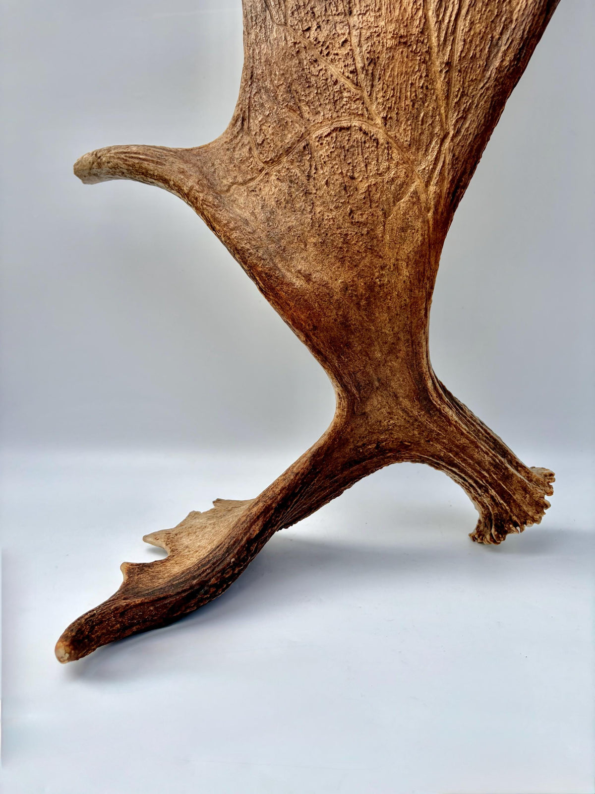 Wild Moose Antler. Classic Shaped Self-Standing Moose “Paddle” for Carving, Pet Treats, Crafting, Decor and more!