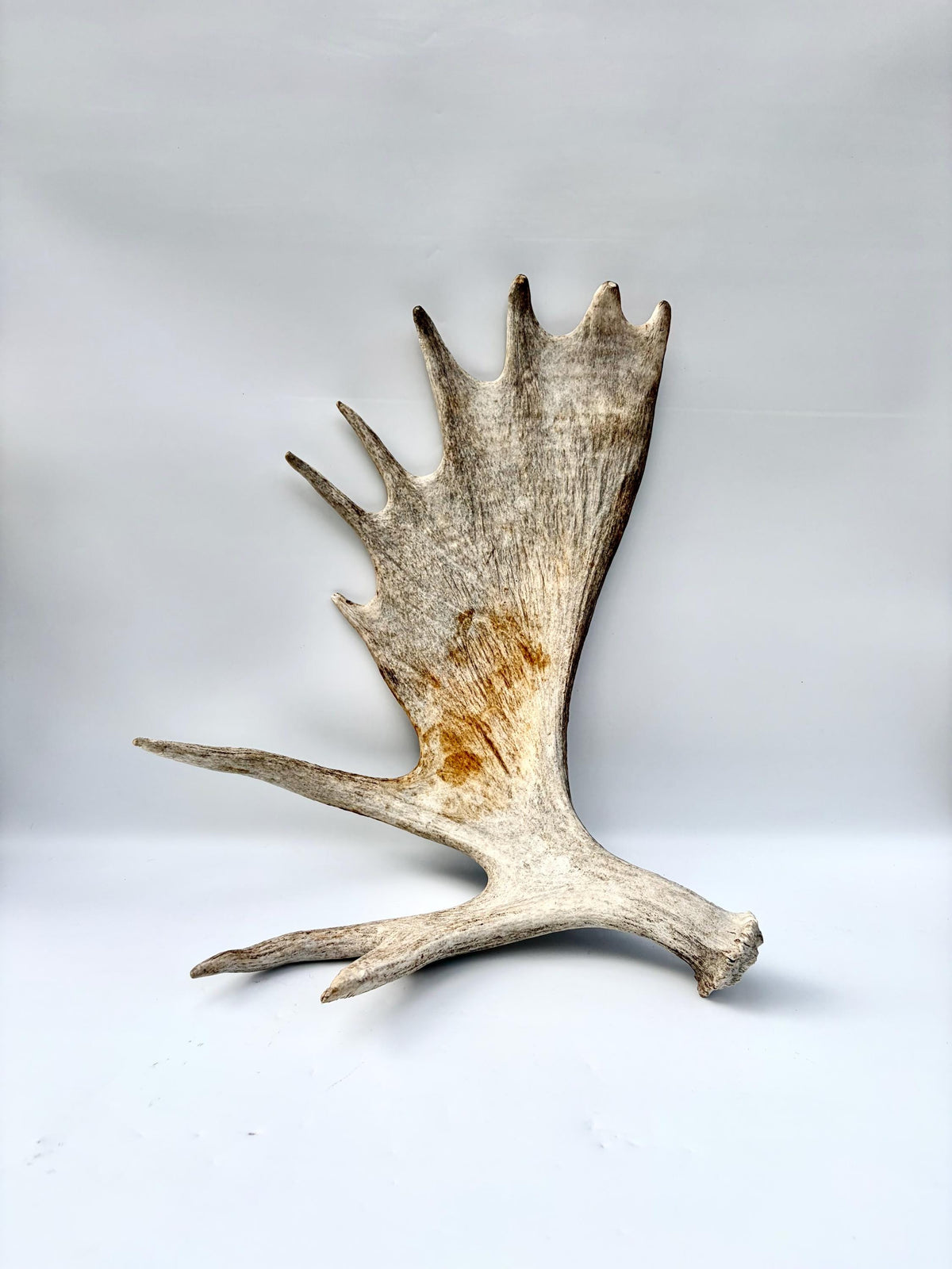 Moose Antler. Classic Shaped Paddle for Carving, Pet Treats, Crafting and Decor from a Wild Canada Moose