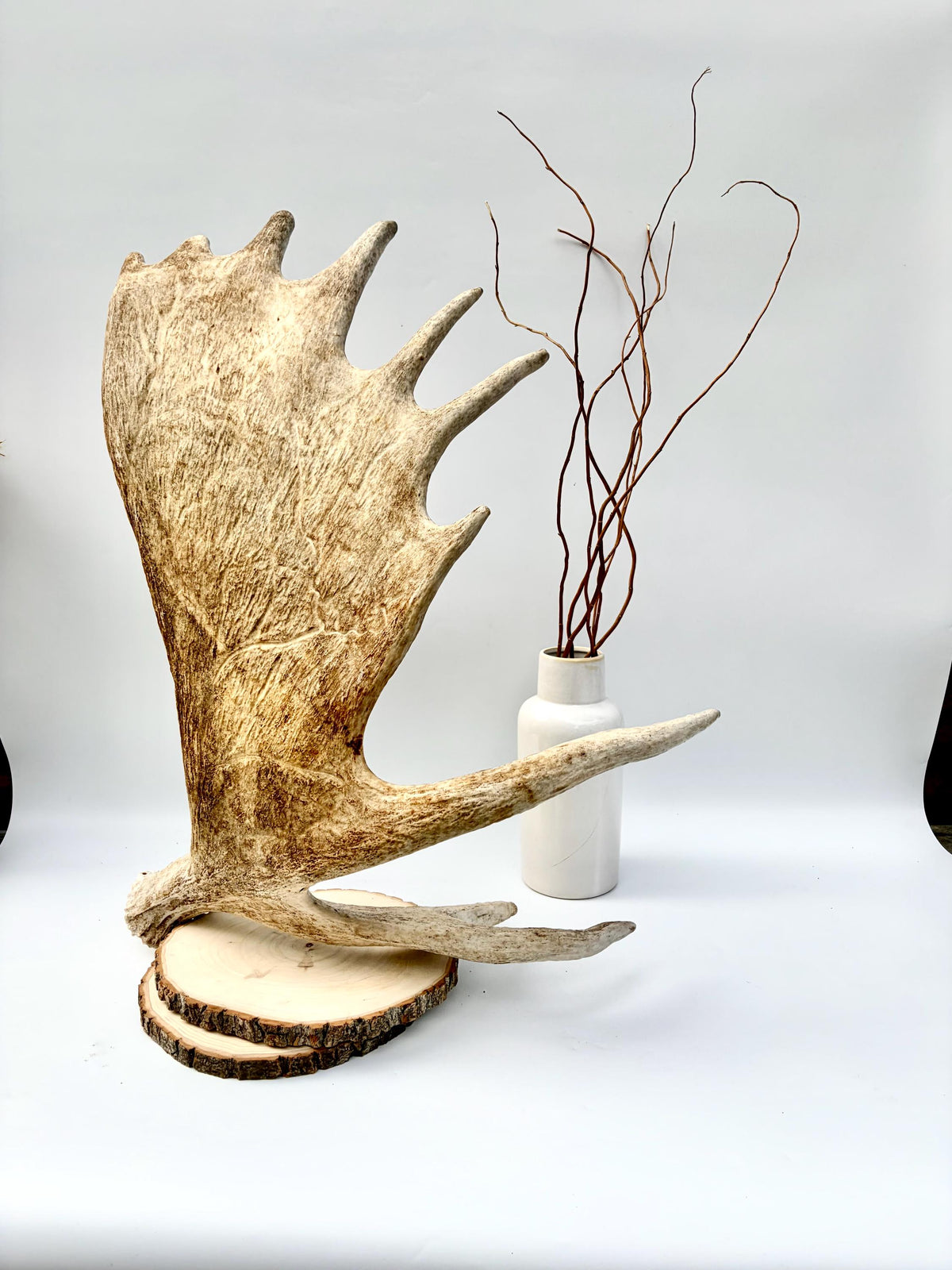 Moose Antler. Classic Shaped Paddle for Carving, Pet Treats, Crafting and Decor from a Wild Canada Moose