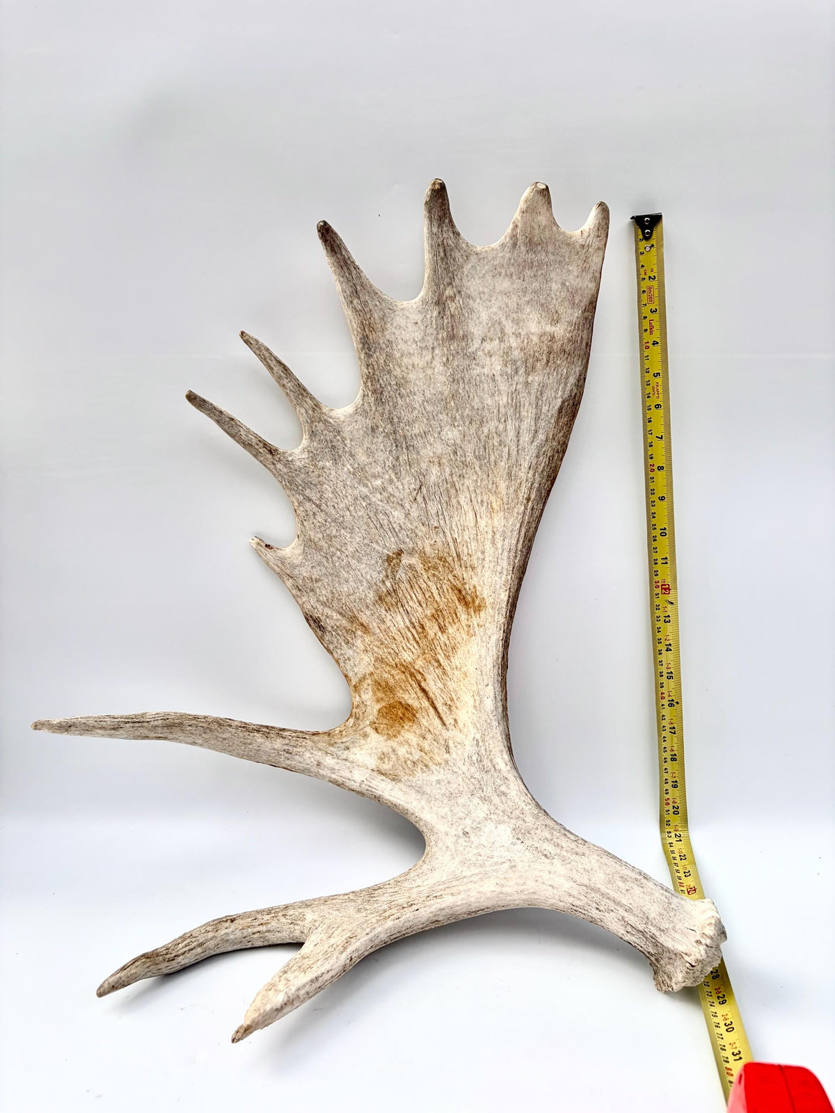 Moose Antler. Classic Shaped Paddle for Carving, Pet Treats, Crafting and Decor from a Wild Canada Moose
