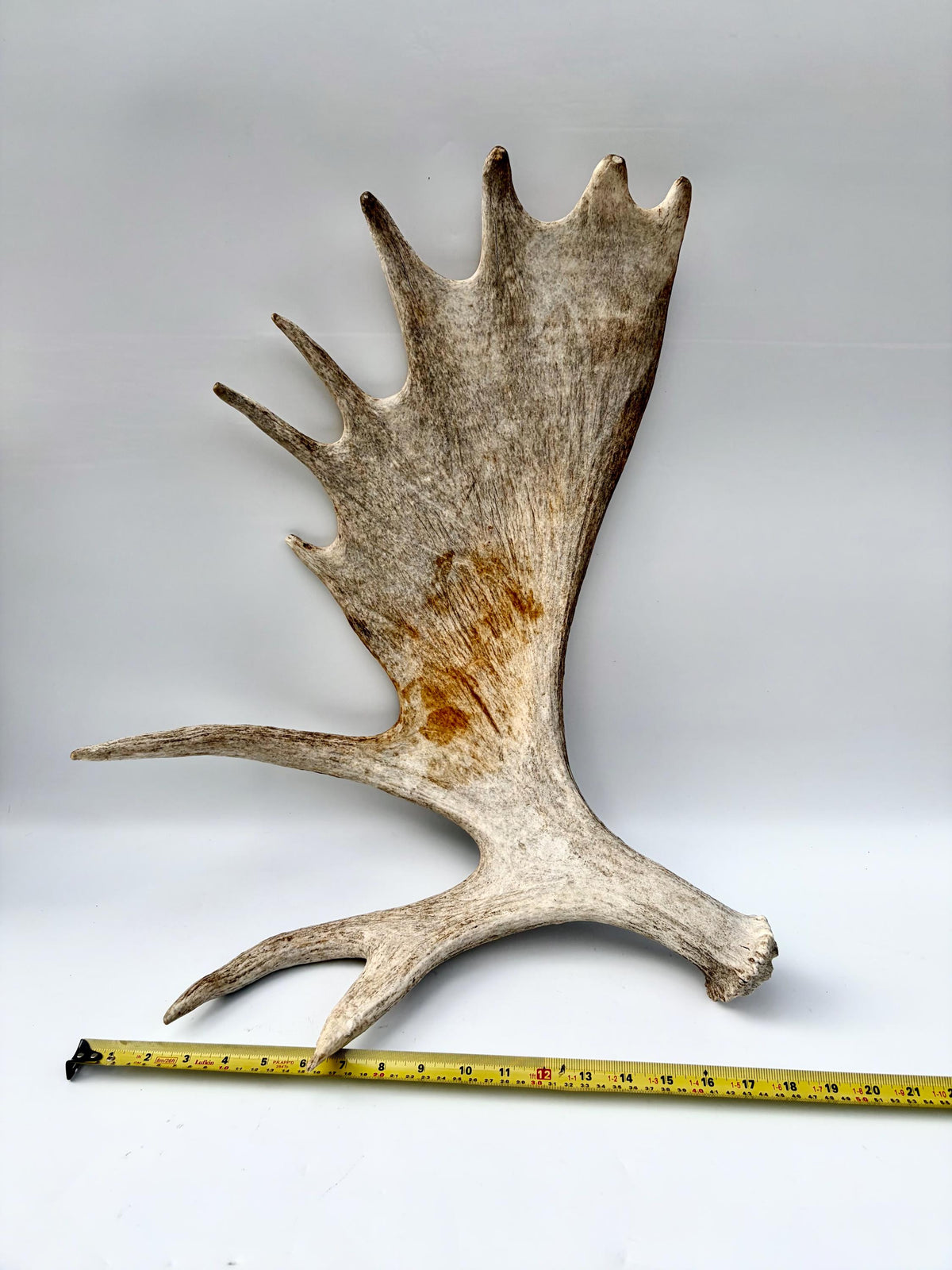 Moose Antler. Classic Shaped Paddle for Carving, Pet Treats, Crafting and Decor from a Wild Canada Moose