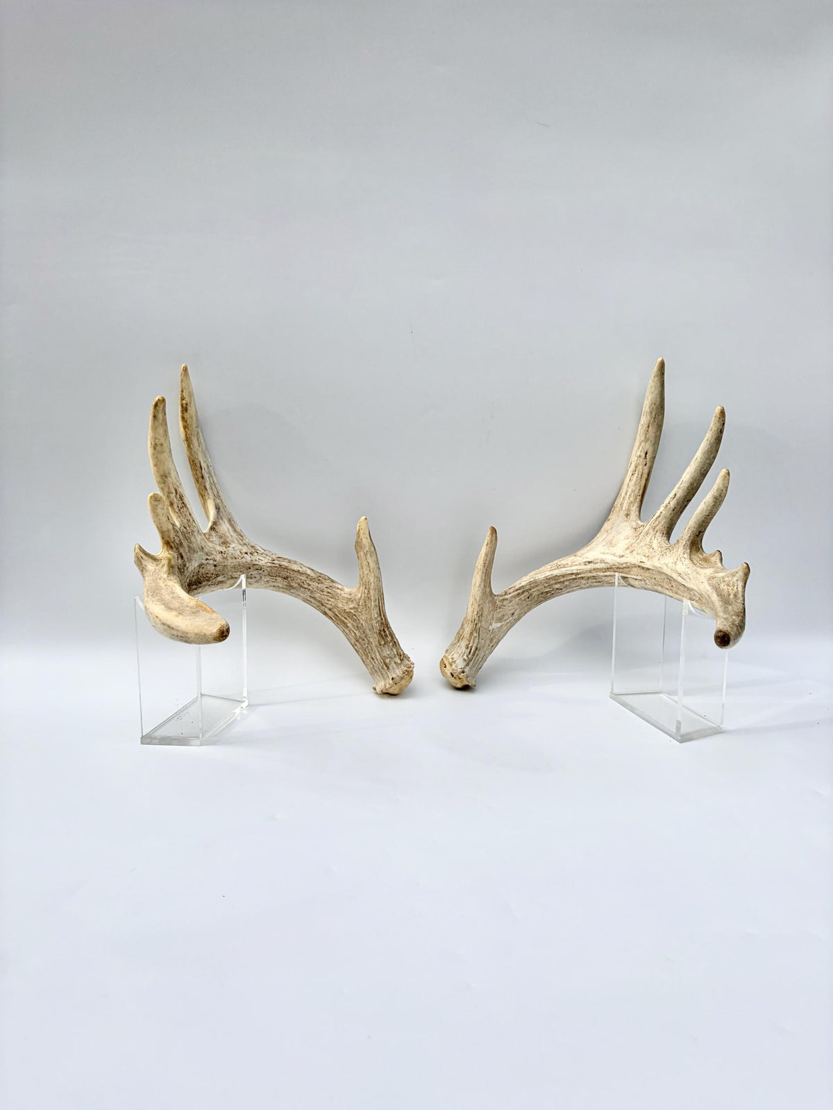 Large Whitetailed Deer Antlers - Fresh White-tailed deer matching set. Decor Crafting and More