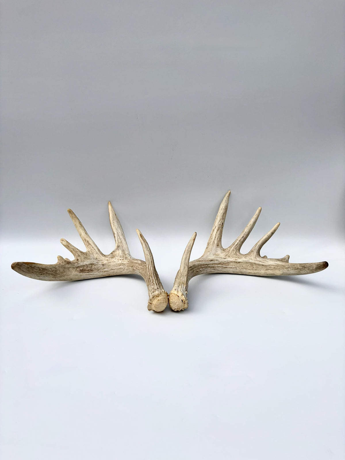 Large Whitetailed Deer Antlers - Fresh White-tailed deer matching set. Decor Crafting and More