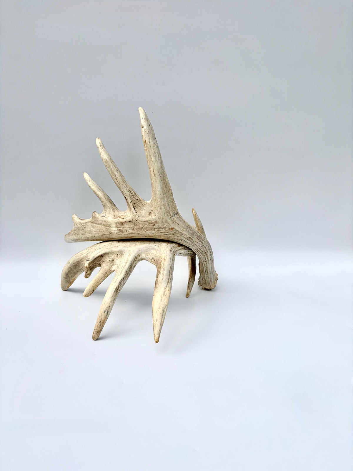 Large Whitetailed Deer Antlers - Fresh White-tailed deer matching set. Decor Crafting and More