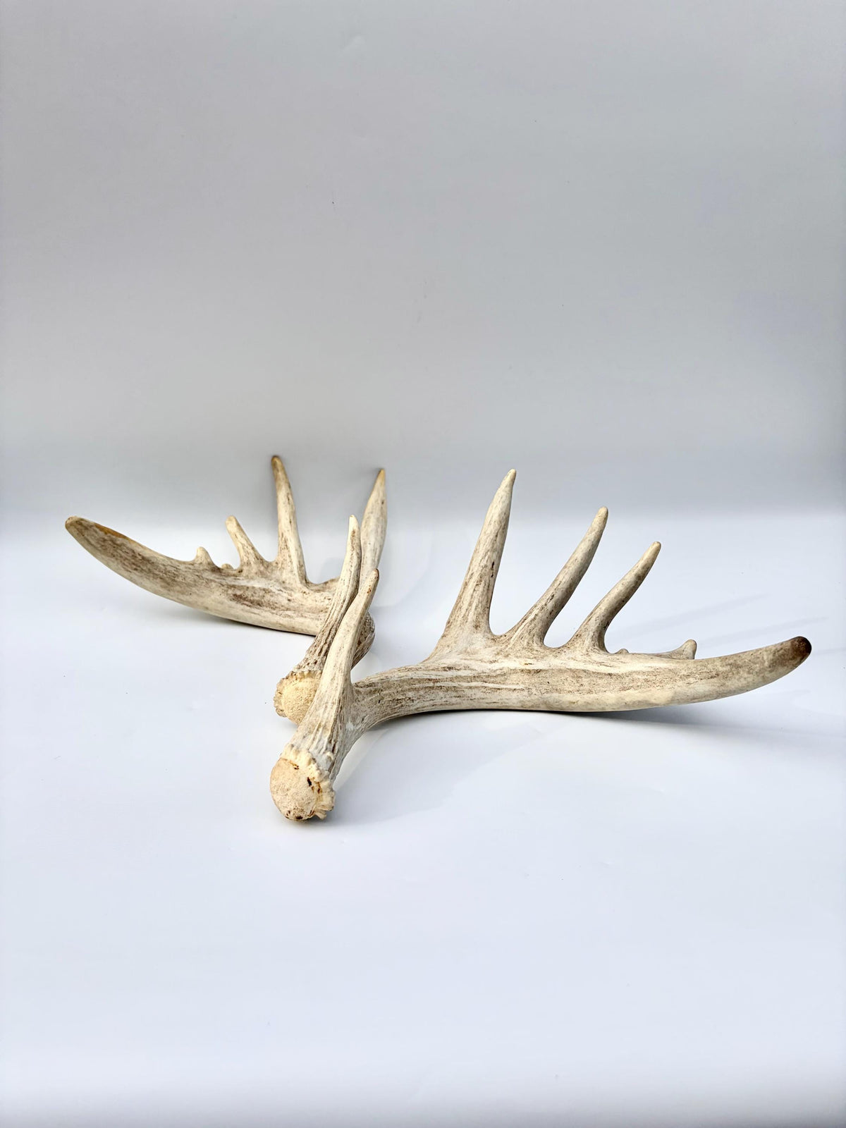 Large Whitetailed Deer Antlers - Fresh White-tailed deer matching set. Decor Crafting and More