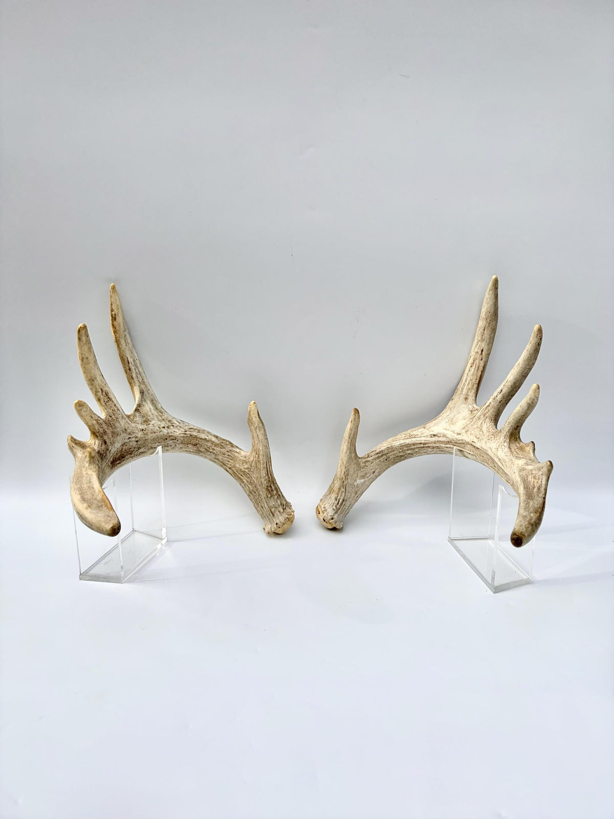 Large Whitetailed Deer Antlers - Fresh White-tailed deer matching set. Decor Crafting and More
