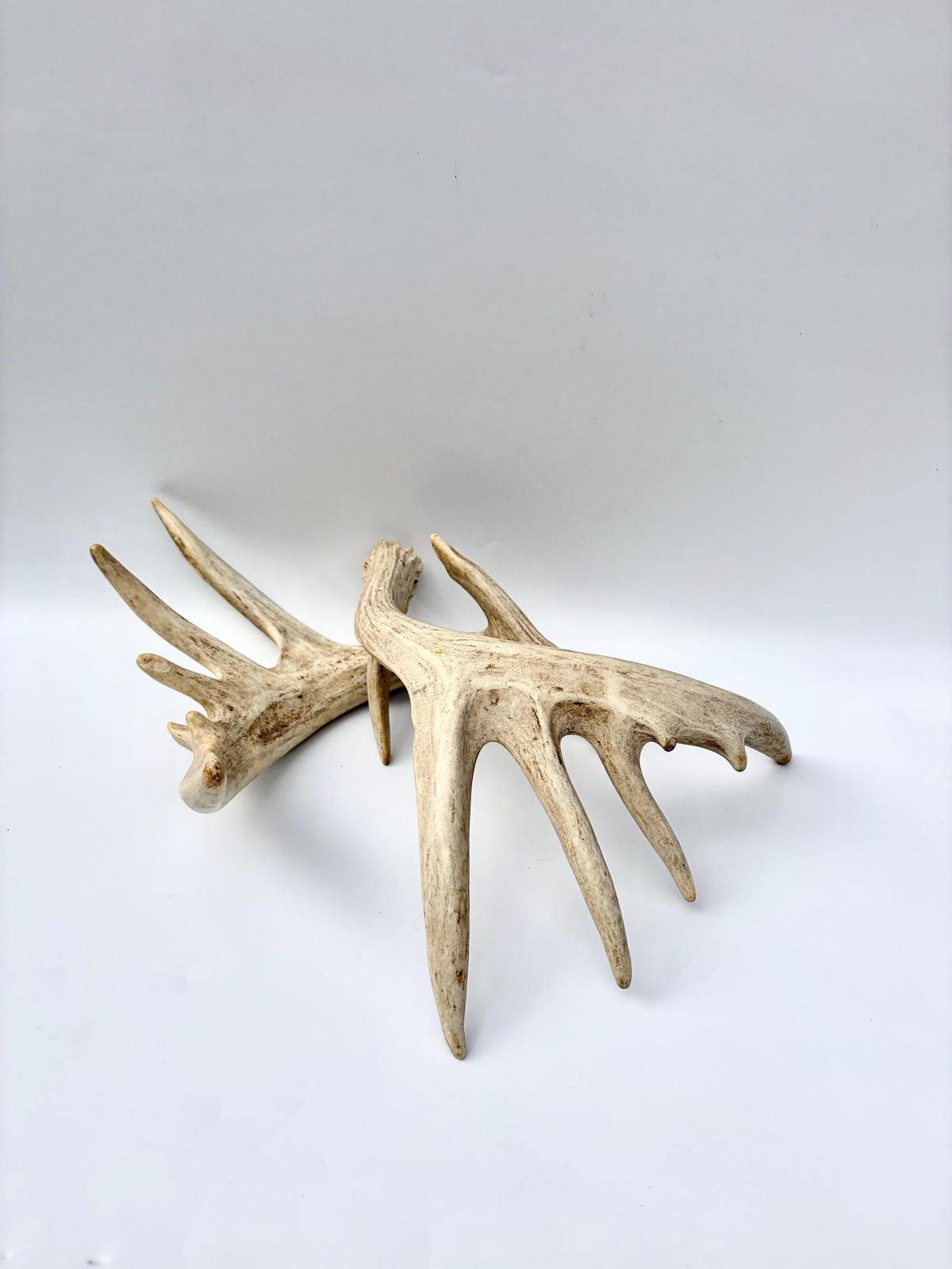 Large Whitetailed Deer Antlers - Fresh White-tailed deer matching set. Decor Crafting and More