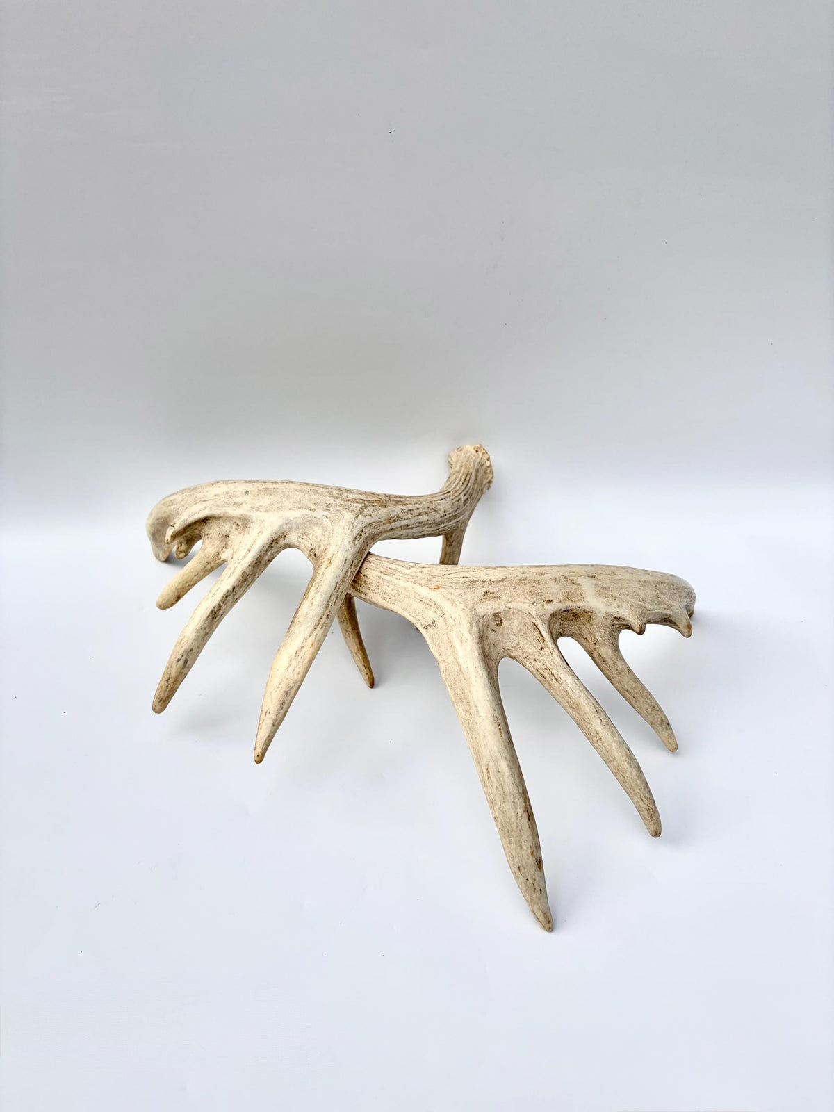 Large Whitetailed Deer Antlers - Fresh White-tailed deer matching set. Decor Crafting and More