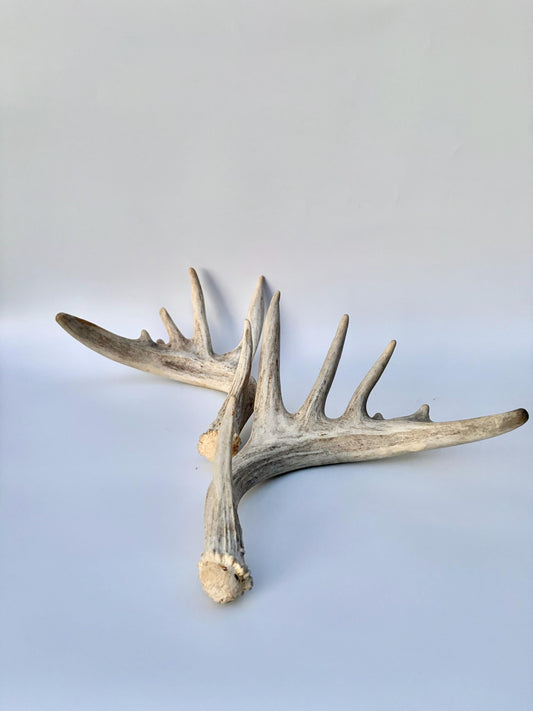 Large Whitetailed Deer Antlers - Fresh White-tailed deer matching set. Decor Crafting and More