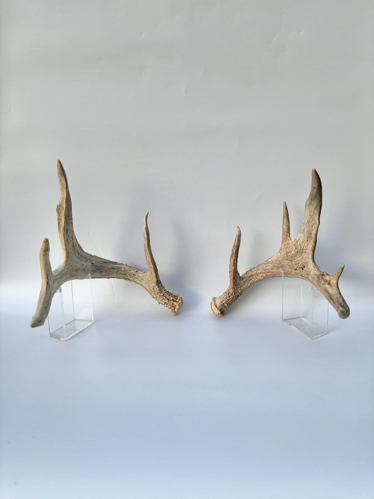 White-tailed Deer Antlers - Enormous Matching Set. Insane Mass! Decor Crafting and More.