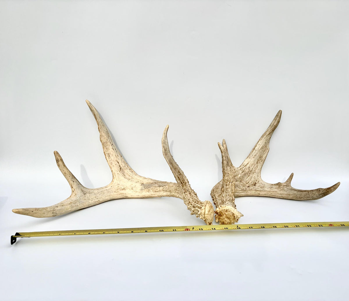 White-tailed Deer Antlers - Enormous Matching Set. Insane Mass! Decor Crafting and More.