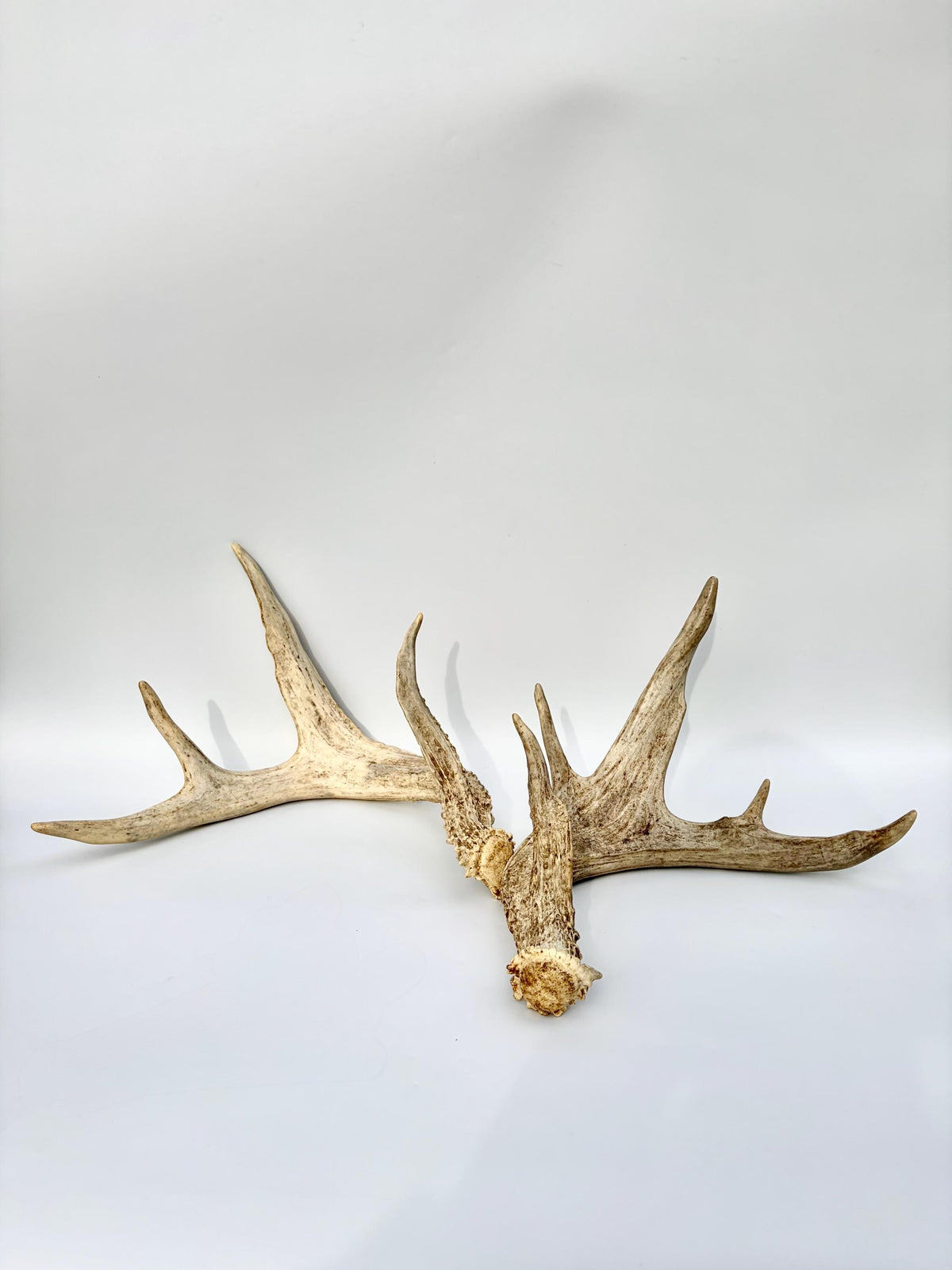 White-tailed Deer Antlers - Enormous Matching Set. Insane Mass! Decor Crafting and More.