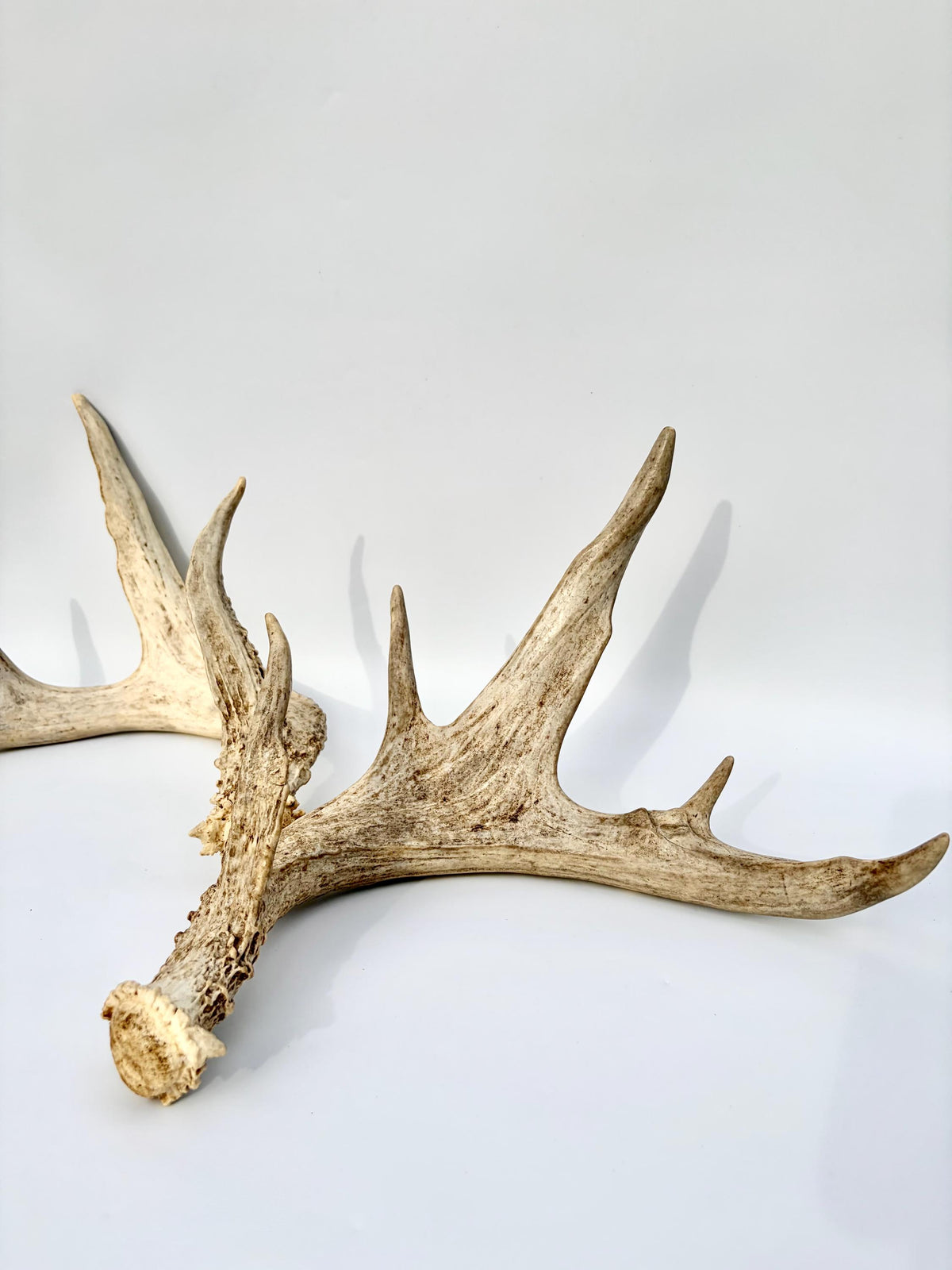 White-tailed Deer Antlers - Enormous Matching Set. Insane Mass! Decor Crafting and More.