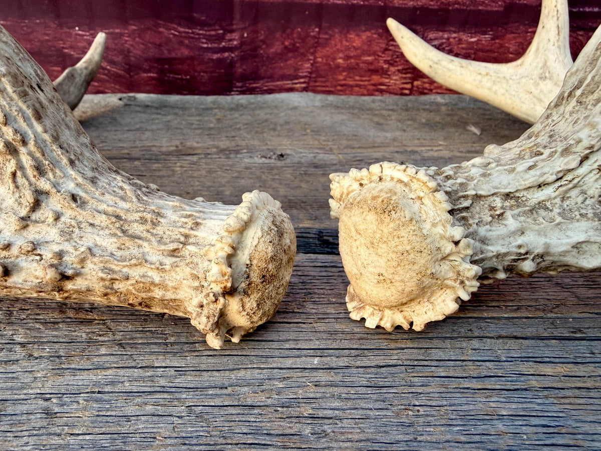 White-tailed Deer Antlers - Enormous Matching Set. Insane Mass! Decor Crafting and More.