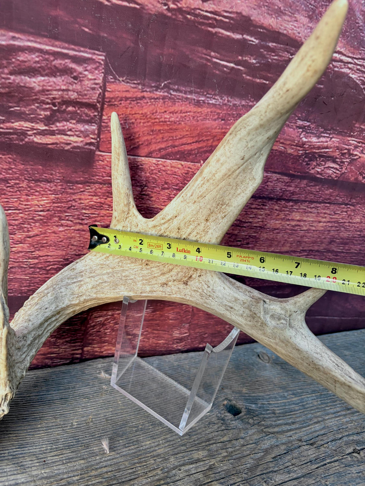 White-tailed Deer Antlers - Enormous Matching Set. Insane Mass! Decor Crafting and More.