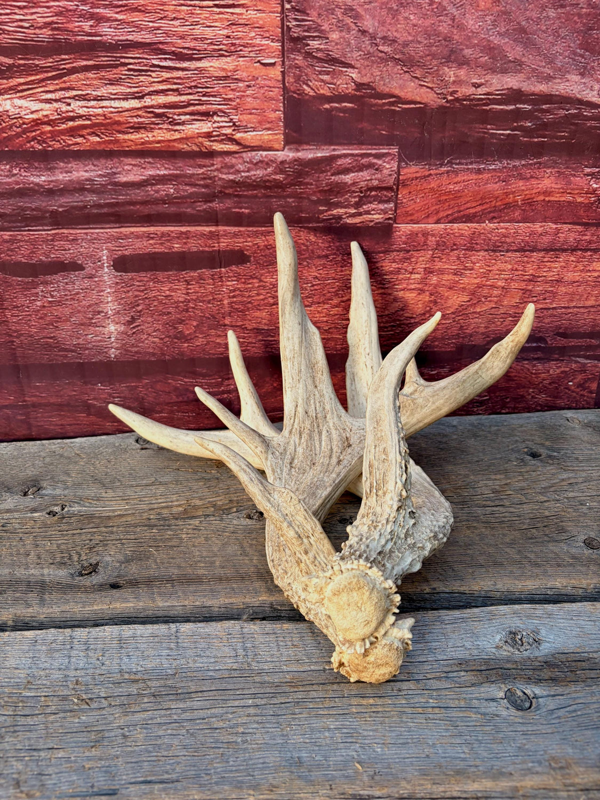 White-tailed Deer Antlers - Enormous Matching Set. Insane Mass! Decor Crafting and More.