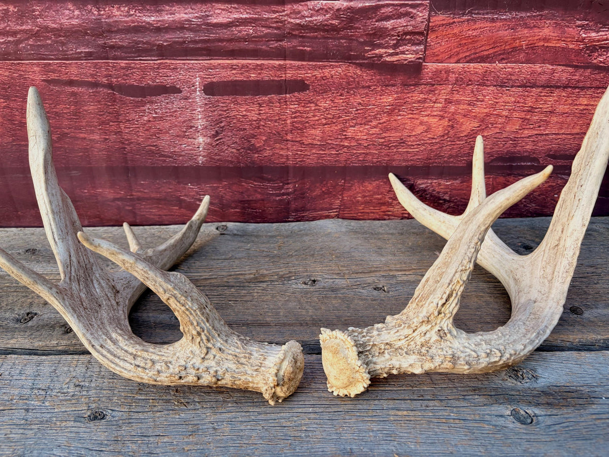 White-tailed Deer Antlers - Enormous Matching Set. Insane Mass! Decor Crafting and More.