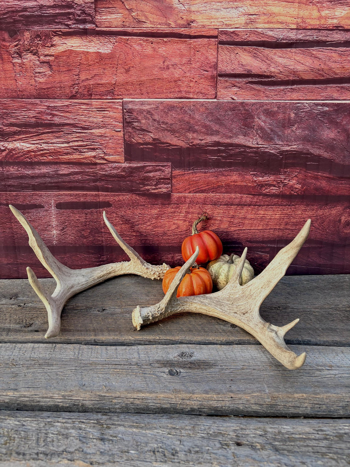 White-tailed Deer Antlers - Enormous Matching Set. Insane Mass! Decor Crafting and More.